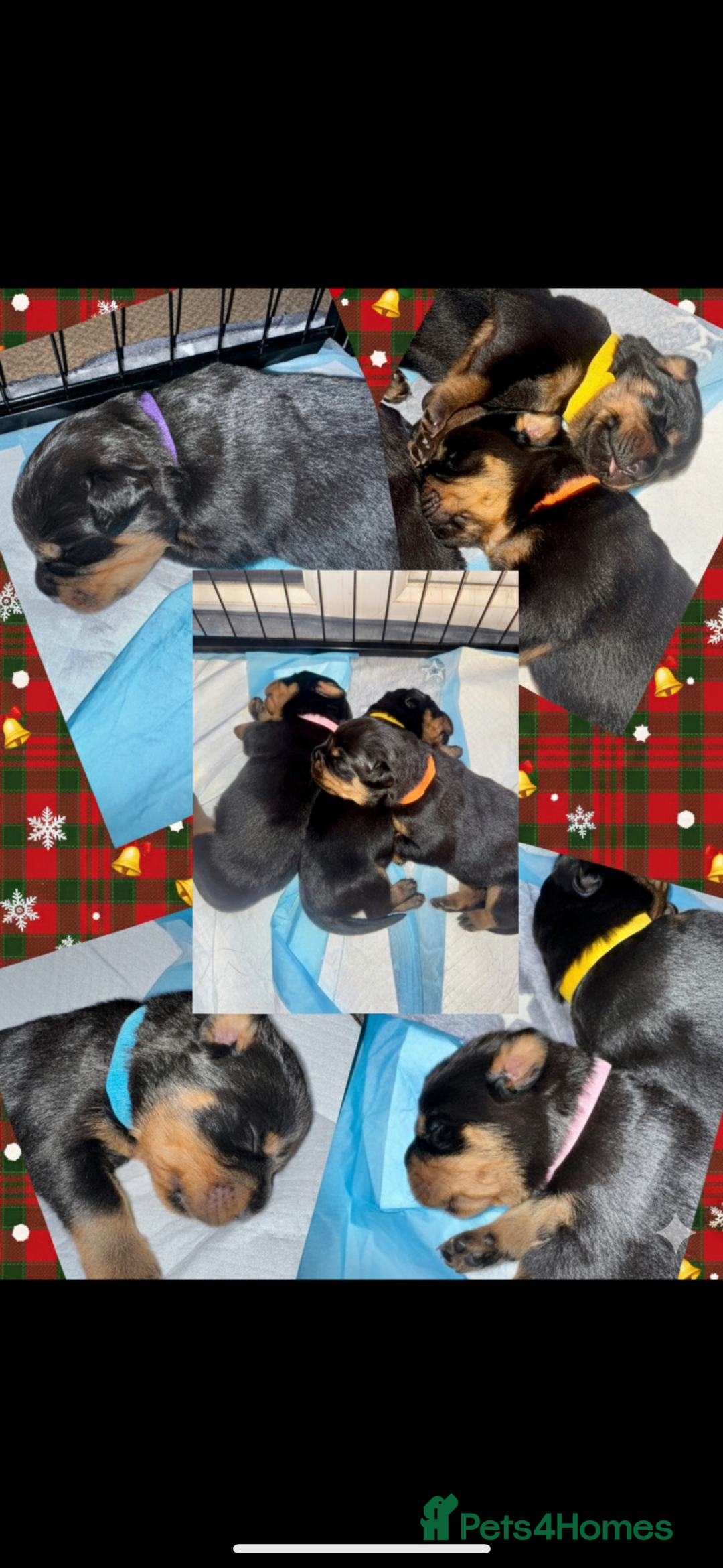 Rottweiler dogs for sale: KC Rottweiler puppies  - Advert 25