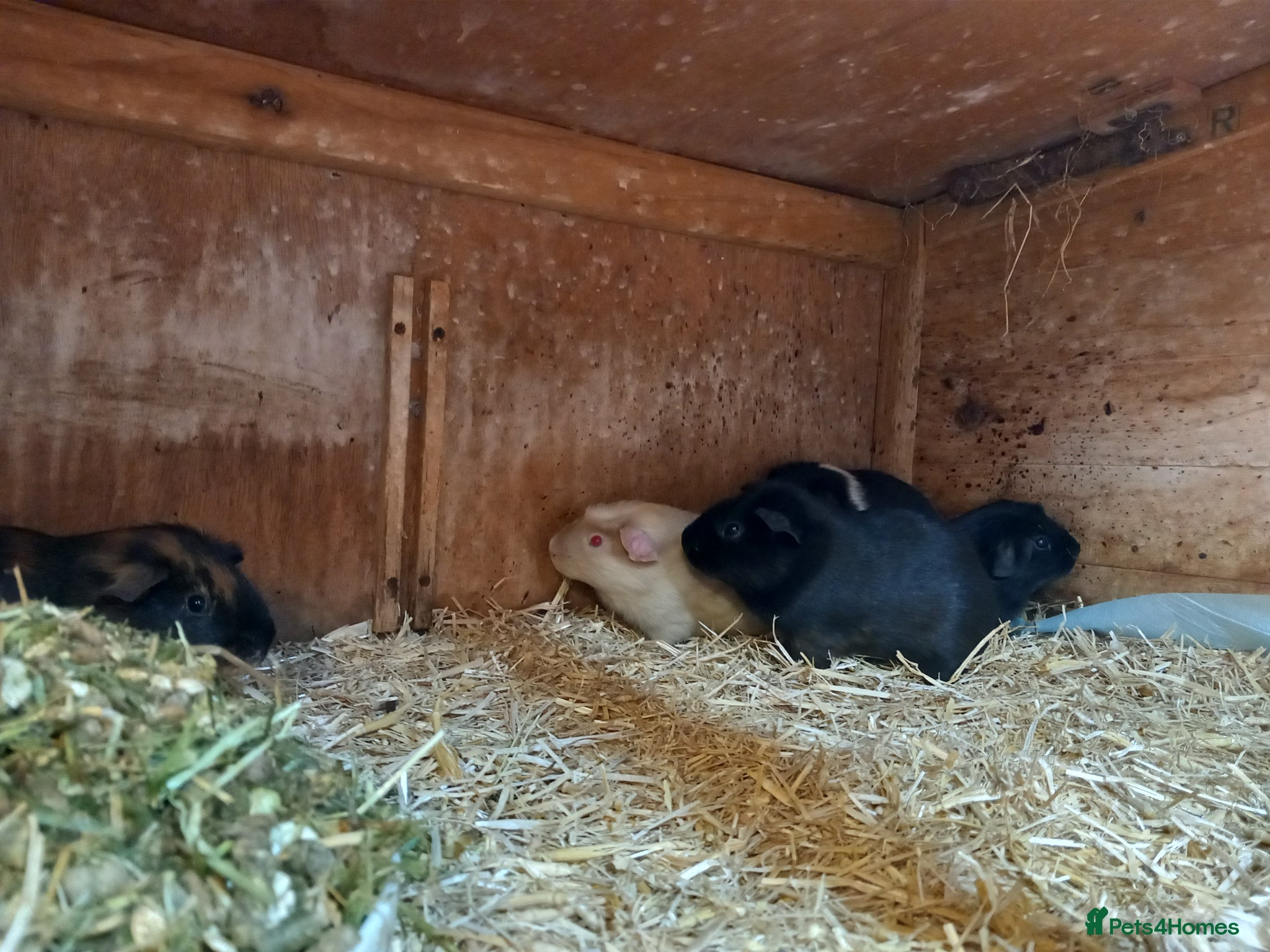 Guinea Pig rodents for sale: Baby guinea pigs for sale  - Advert 3