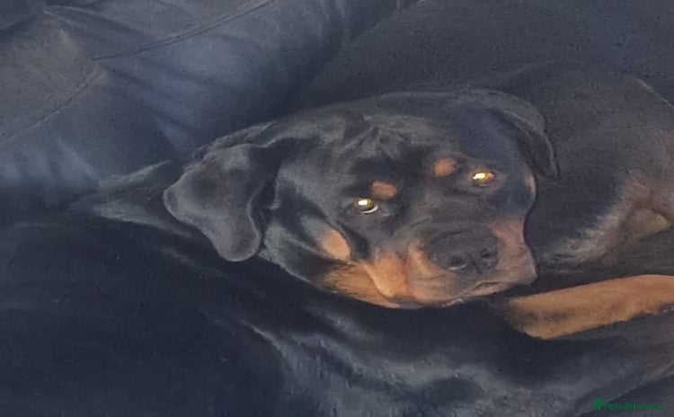 Rottweiler dogs - Advert 14