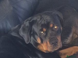 Rottweiler dogs for sale - Advert 1
