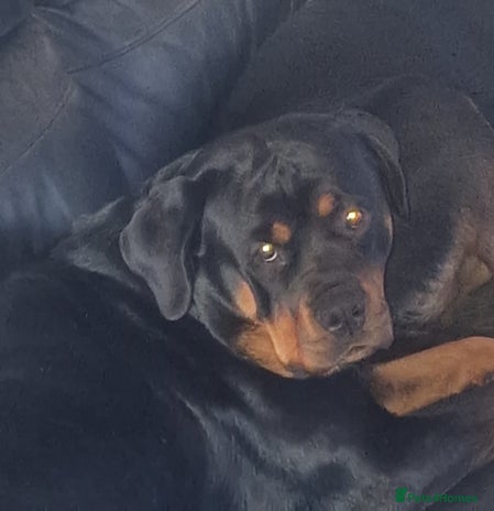 Rottweiler dogs - Advert 1