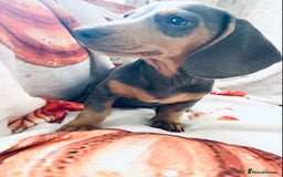 Miniature Dachshund dogs for sale: Miniature dachshunds - Image 6