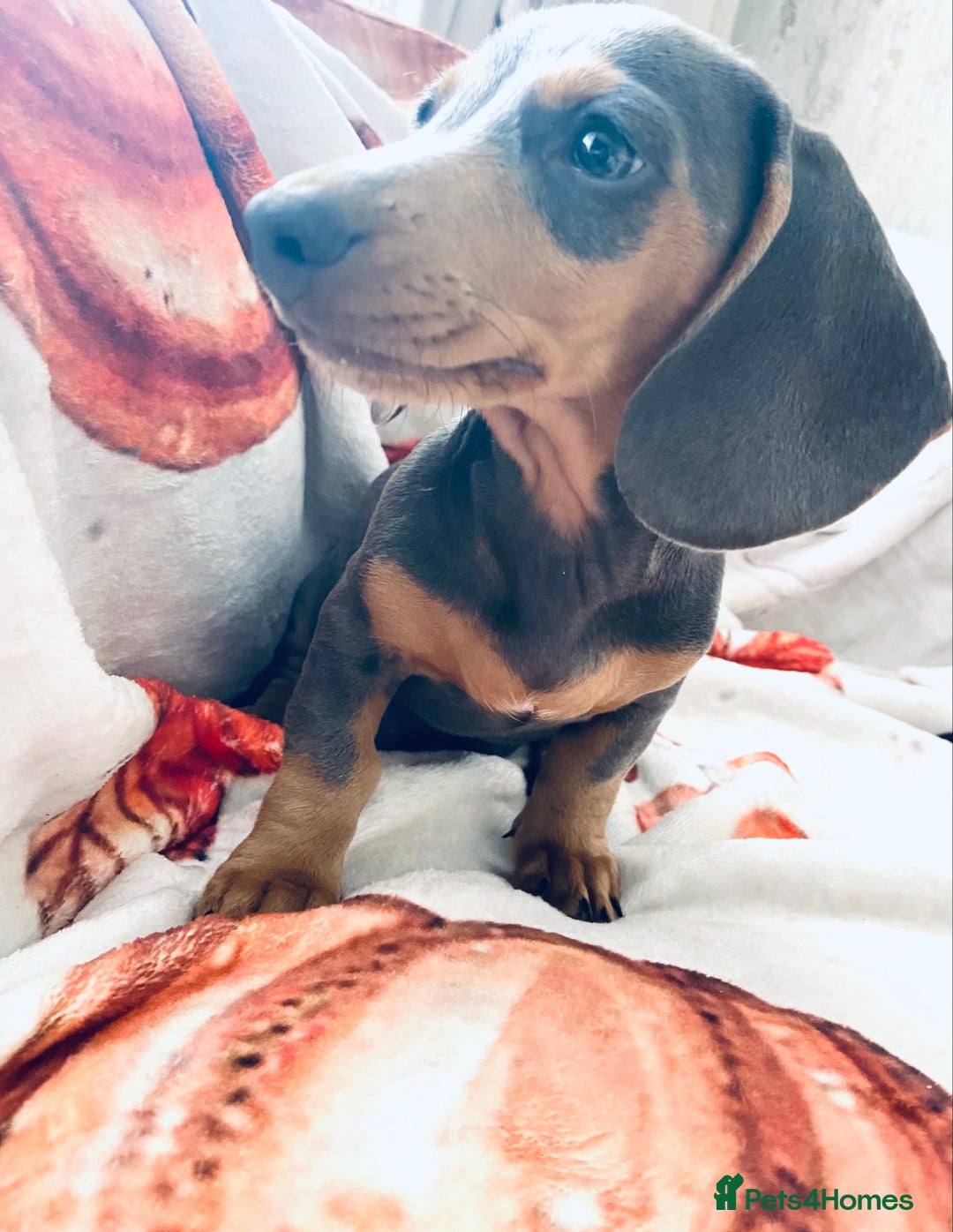 Miniature Dachshund dogs for sale: Miniature dachshunds - Image 6