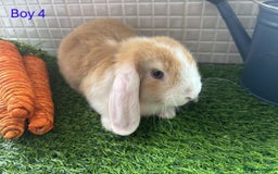 Mini Lop rabbits for sale: Mini lop baby bunnies - Ready now! - Image 16