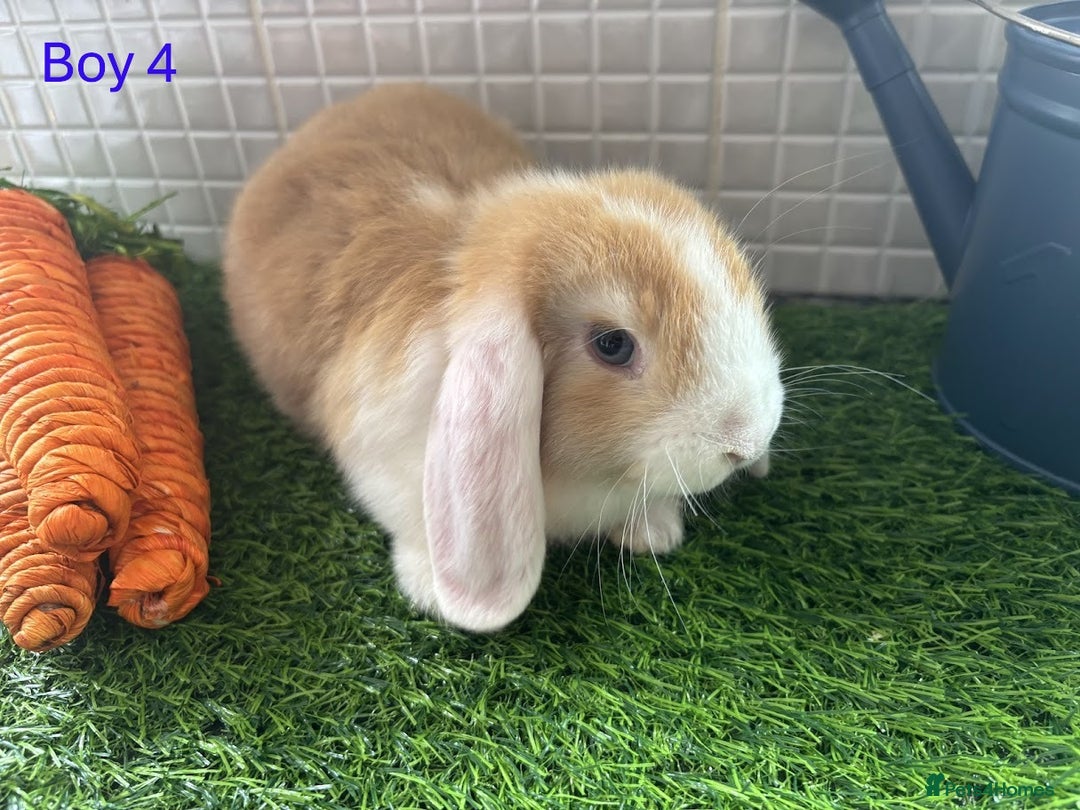 Mini Lop rabbits for sale: Mini lop baby bunnies - Ready now! - Image 16