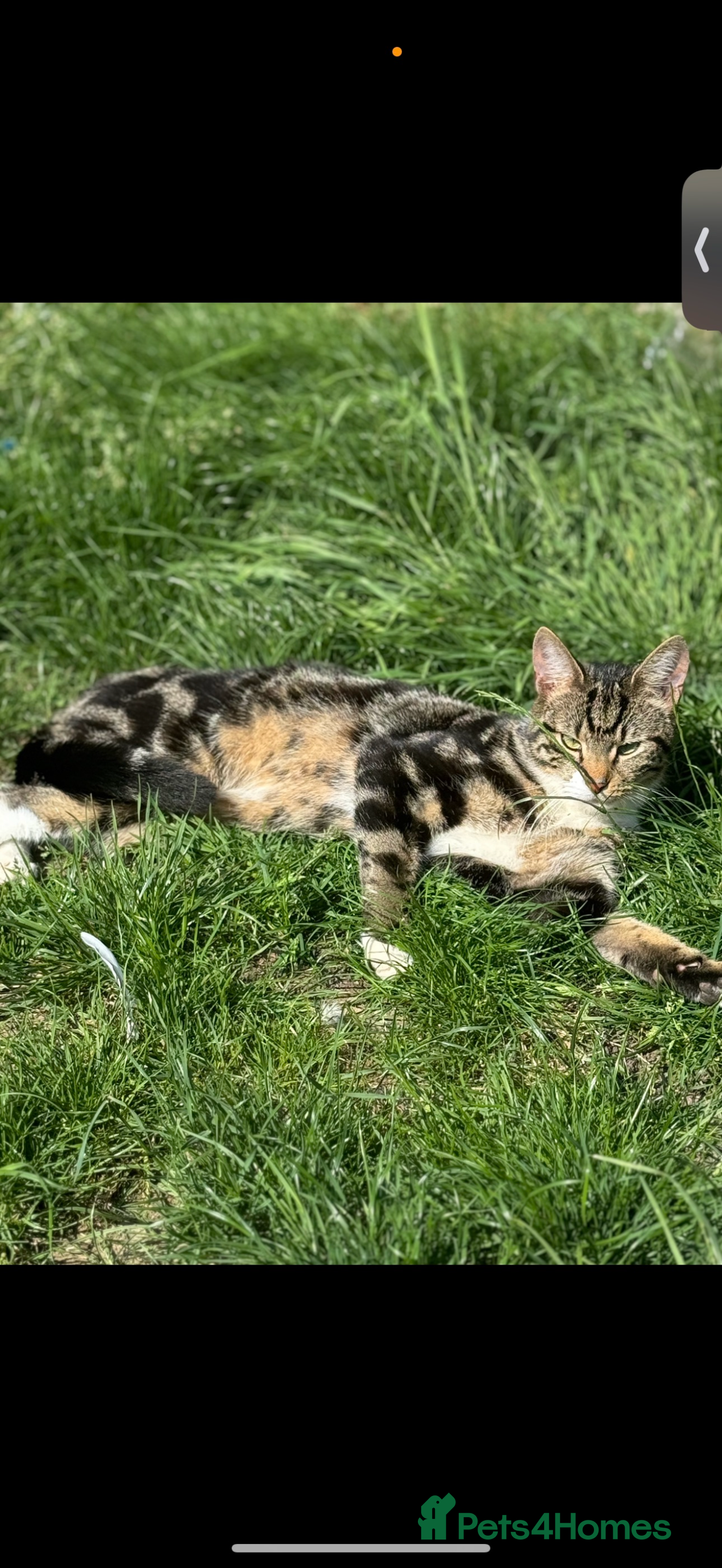 Domestic Shorthair cats Bailey - Advert 1