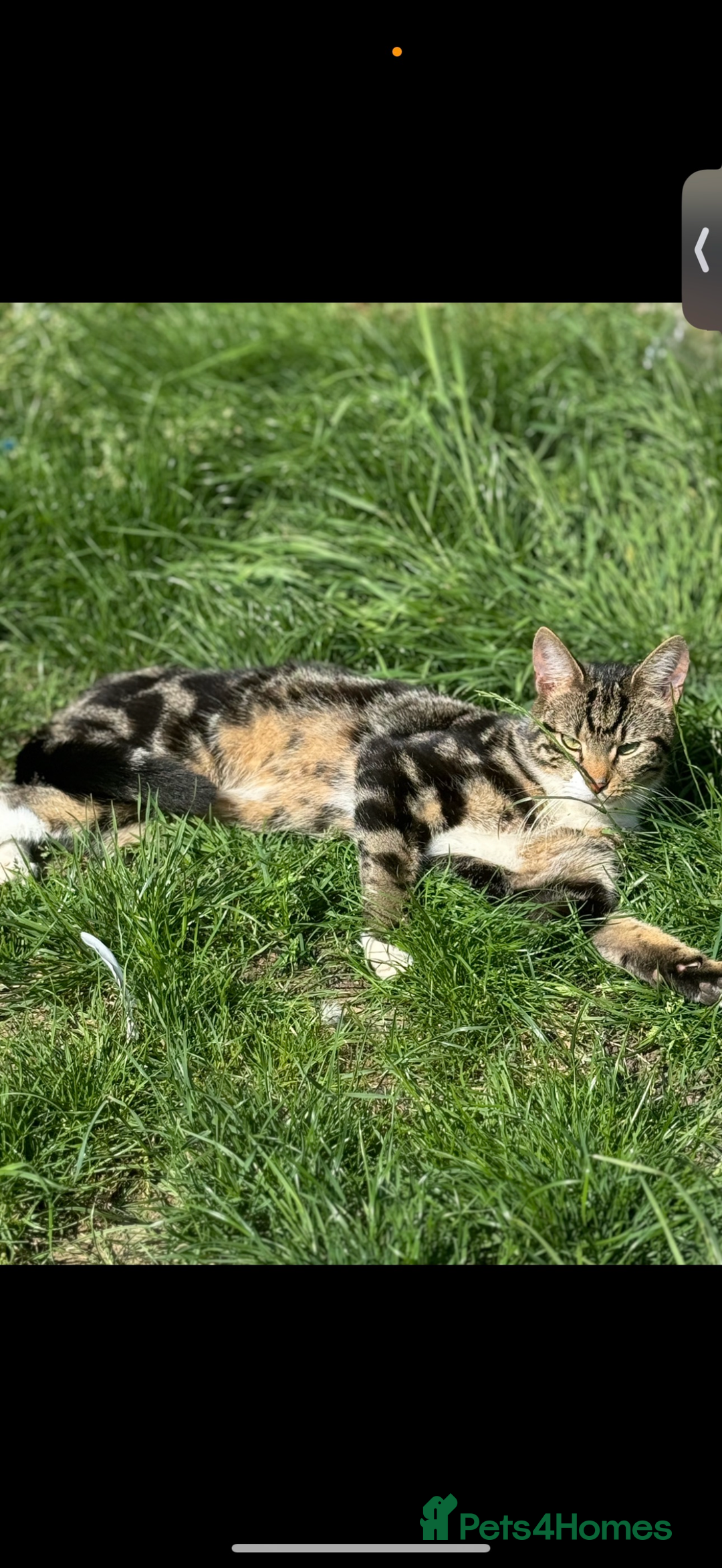 Domestic Shorthair cats for sale: Bailey - Advert 1