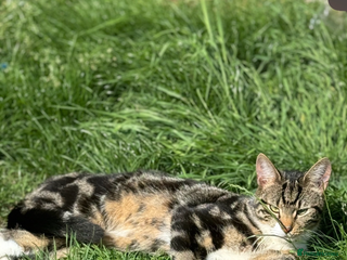 Domestic Shorthair cats Bailey - Advert 1