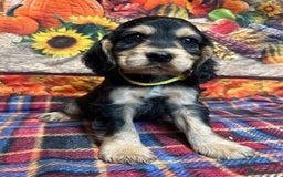 Cocker Spaniel dogs for sale: KC show cocker spaniel puppies. Ready Now! - Image 11