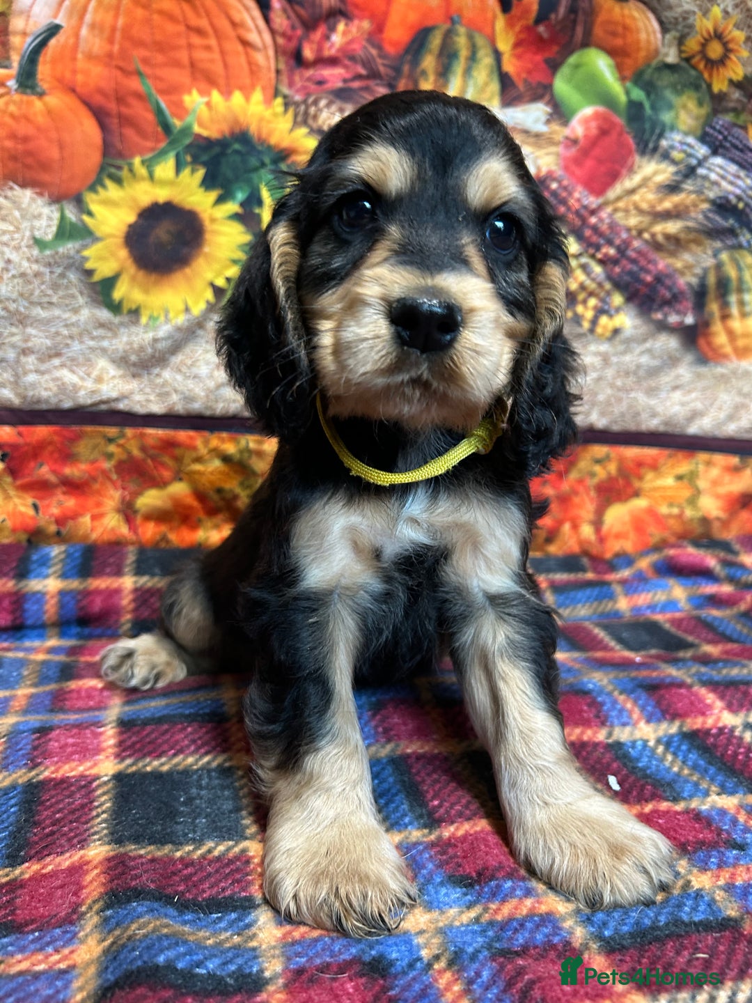 Cocker Spaniel dogs for sale: KC show cocker spaniel puppies. Ready Now! - Image 11