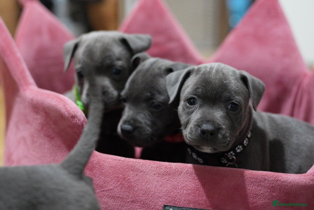Staffordshire Bull Terrier dogs for sale: Ready now! Stunning Staffy Puppies 🐶 - Advert 16