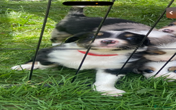 Border Collie dogs for sale: 6 Border Collie Pups for Sale ! - Image 17