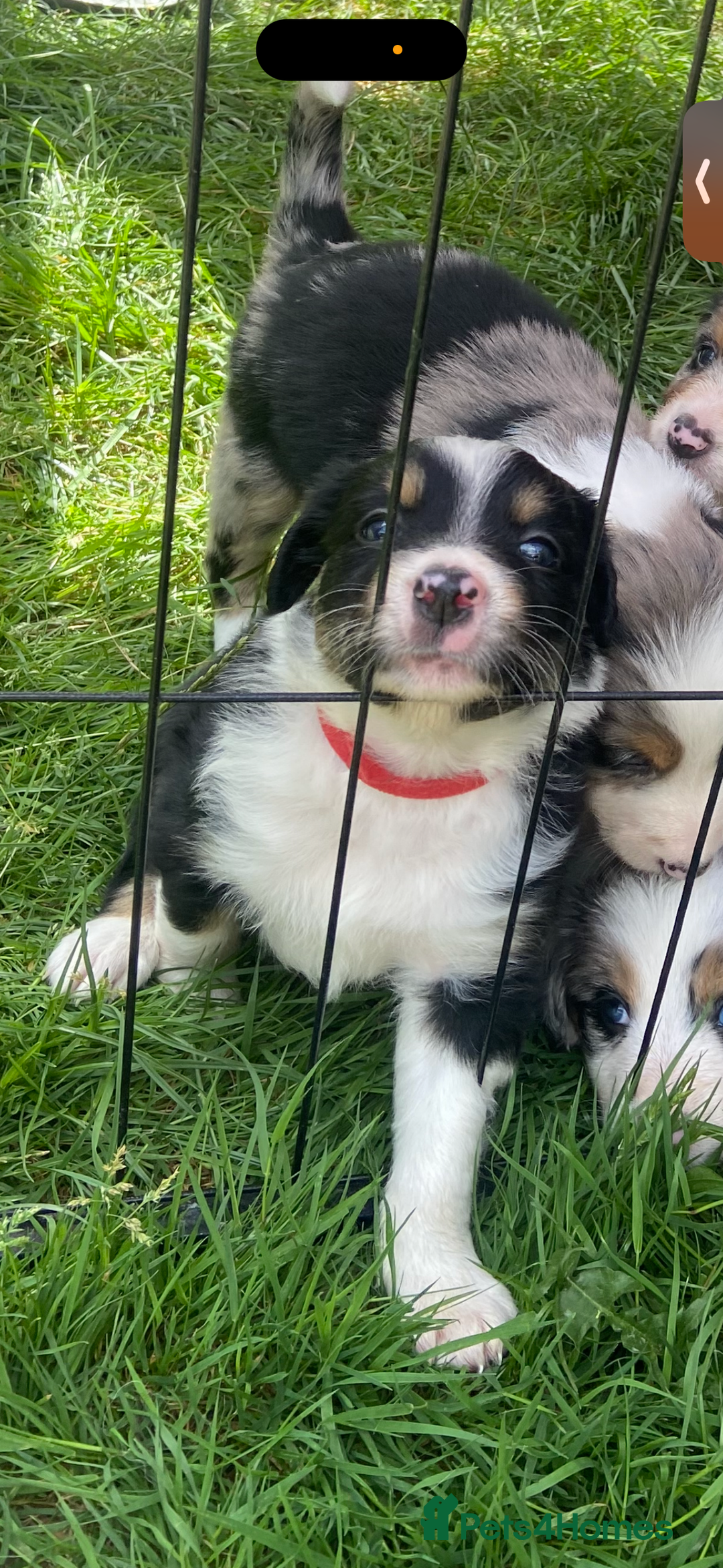 Border Collie dogs for sale: 6 Border Collie Pups for Sale ! - Image 17