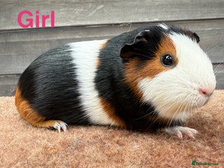 Guinea Pig rodents - Advert 7