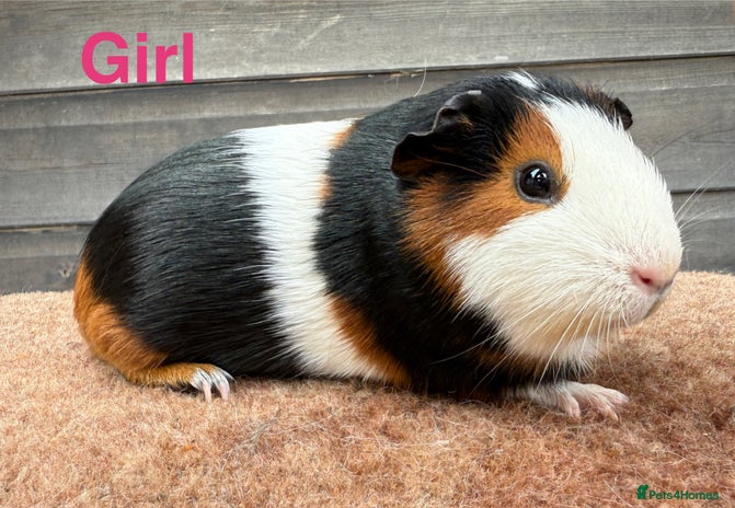 Guinea Pig rodents - Advert 7