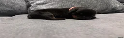 Rottweiler dogs for sale: ELITE KC REGISTERED GERMAN ROTTWEILER PUPPIES  - Advert 7