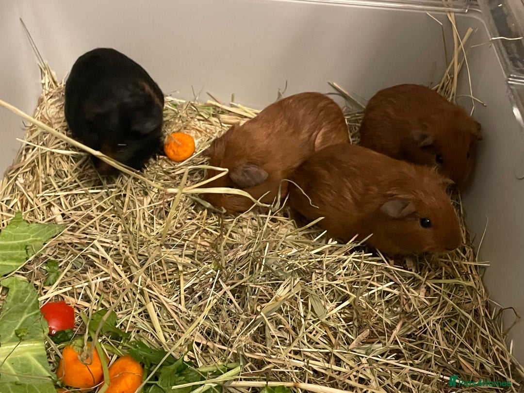 Guinea Pig rodents for sale: Baby Guinea Pigs. Male & Female pairs - Advert 6
