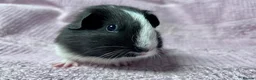 Guinea Pig rodents for sale: Young Sow Guinea pigs  - Advert 4