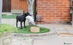 Mixed Breed dogs for adoption: Ms Bean - Image 12