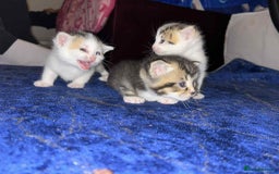 Mixed Breed cats for sale: BEAUTIFUL KITTENS  - Advert 13