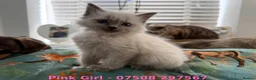 Ragdoll cats for sale: Cute Fluffy Ragdoll Kittens (Discounts Available) - Advert 15