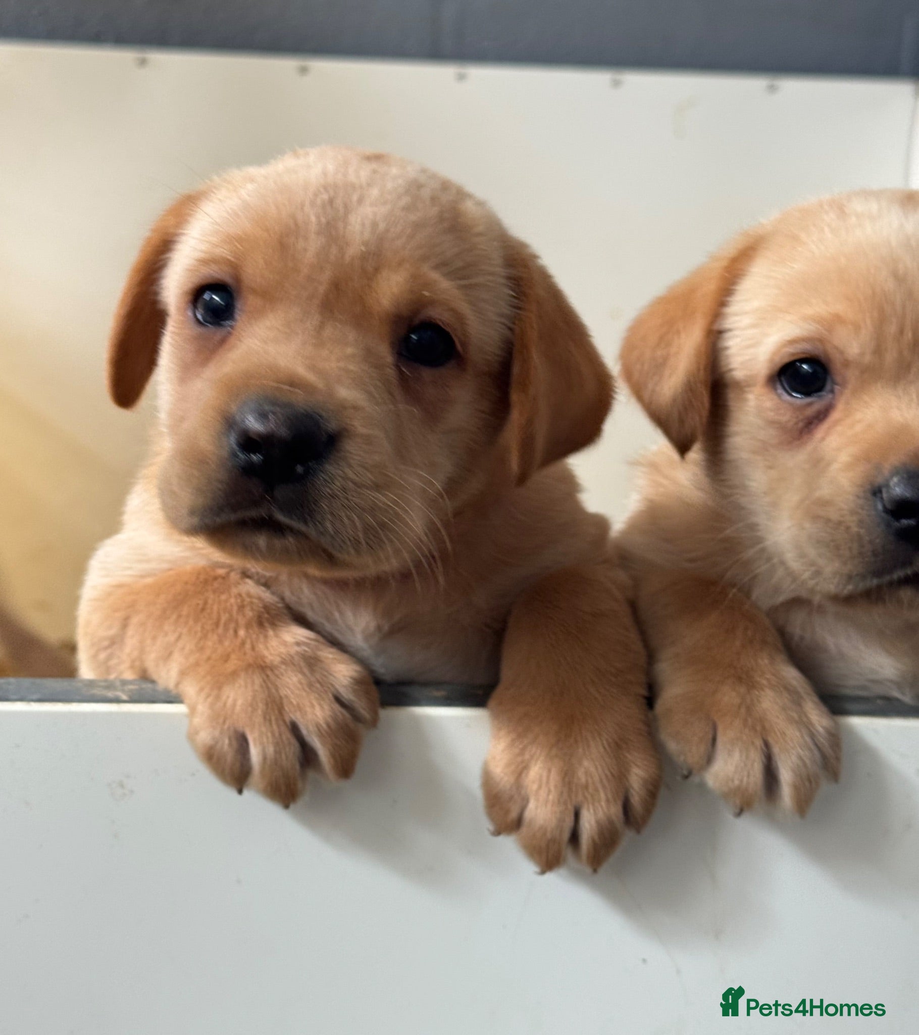 Labrador Retriever dogs KC Litter of Labradors golden  - Advert 2