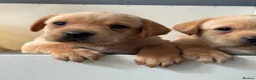 Labrador Retriever dogs for sale: Fully health tested parents KC Boys available 💛🧡 - Advert 18
