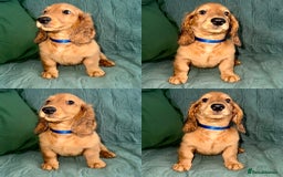 Dachshund dogs for sale: Fully ready to go LHDachshund Puppies  in Tamworth - Image 3