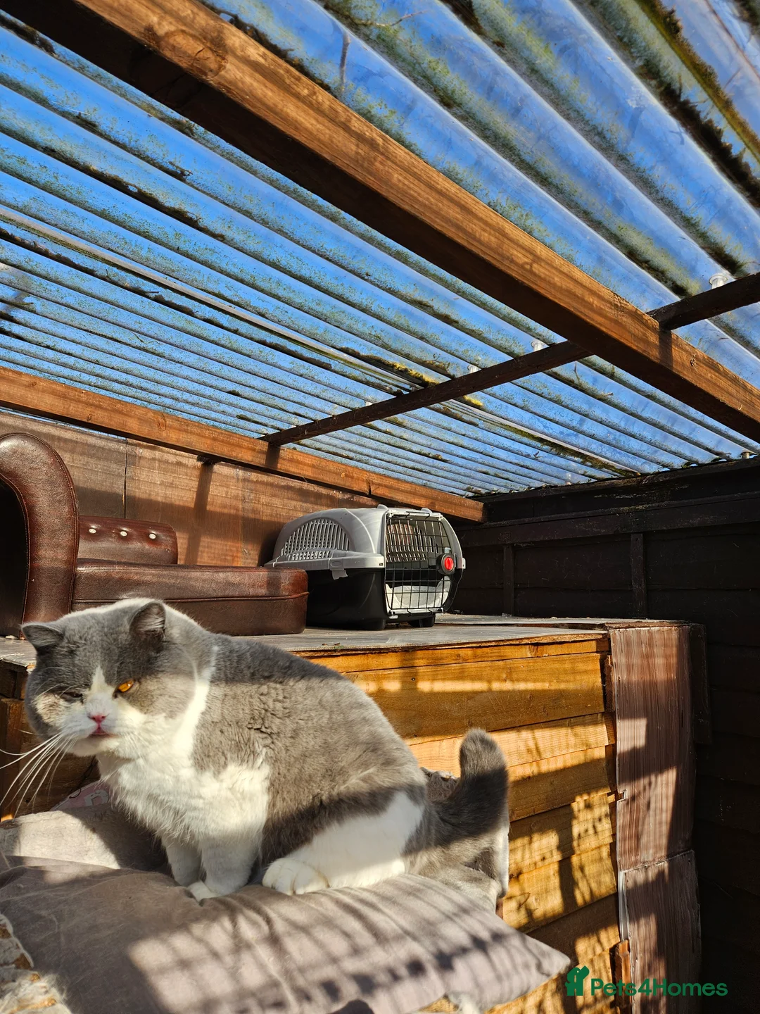 British Shorthair cats for stud: GCCF TICA STUDS SALE Denton Manchester - Advert 34