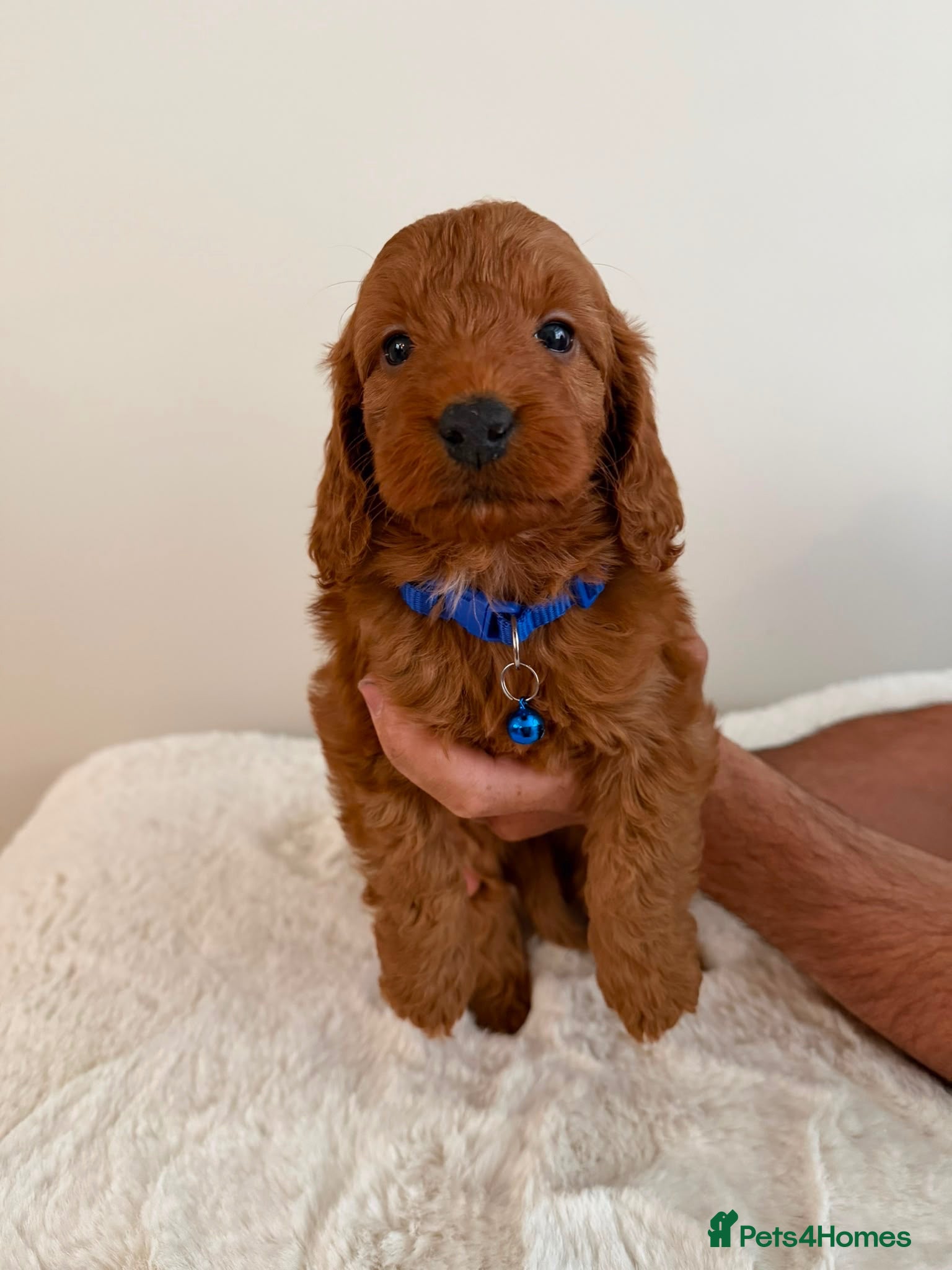 Cockapoo dogs Cockapoo Puppies - Advert 1