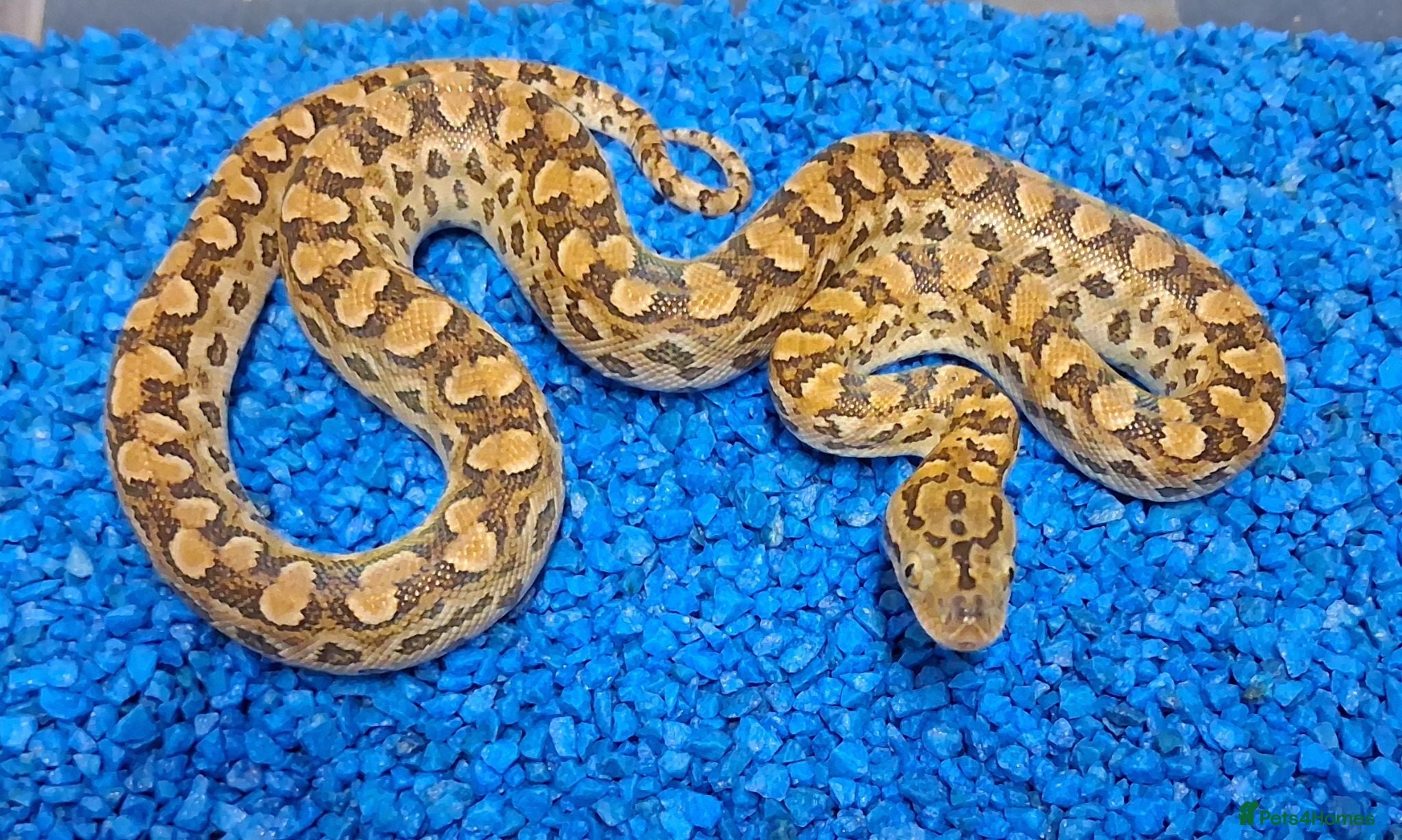Boa Snake reptiles Argentina Rainbow Boa's - Advert 1