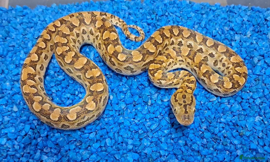 Boa Snake reptiles for sale: Argentina Rainbow Boa's - Advert 1