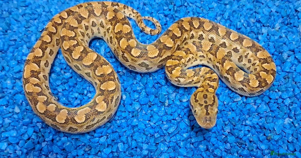 Boa Snake Reptiles for sale | Pets4Homes