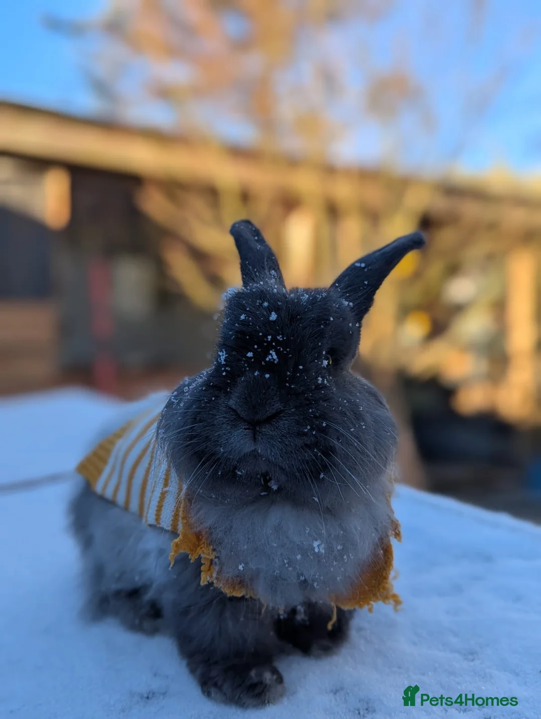 Angora rabbits for sale: Wilbur 💕 - Advert 2