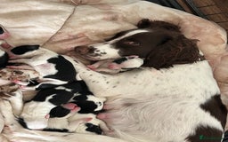 Sprollie dogs for sale: Sprollie puppies looking for  loving homes  - Image 6