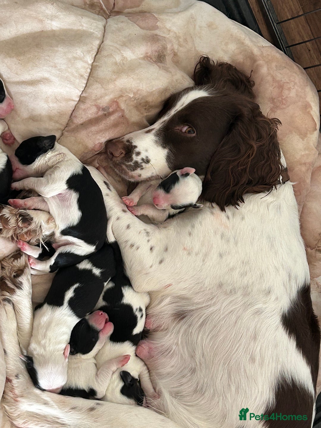 Sprollie dogs for sale: Sprollie puppies looking for  loving homes  - Image 6