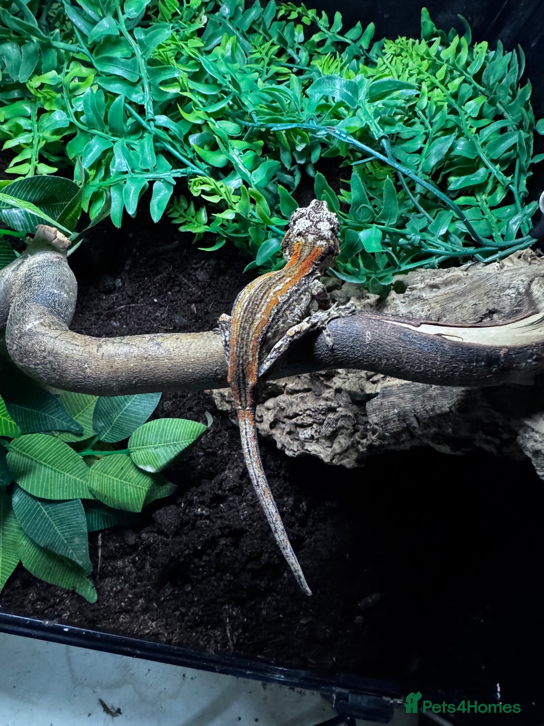 Gecko reptiles for sale: Lizards for sale - lots to choose from  in Nottingham - Image 1