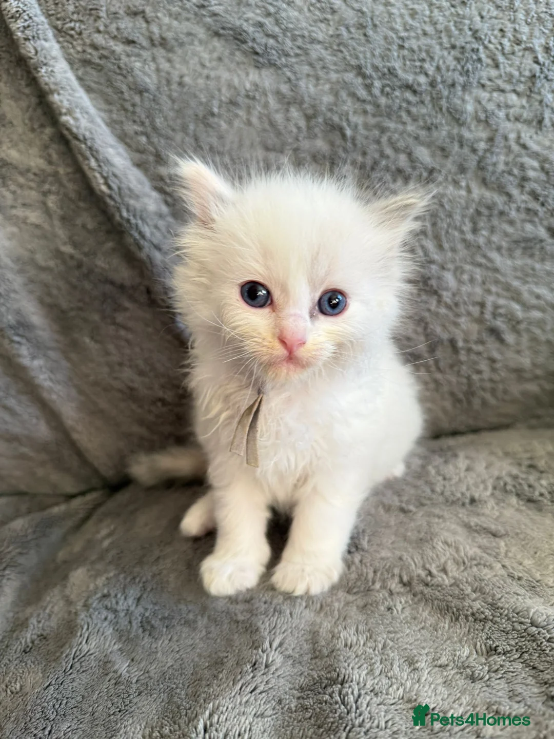 Ragdoll cats for sale: 5 ragdoll kittens for sale  - Advert 2