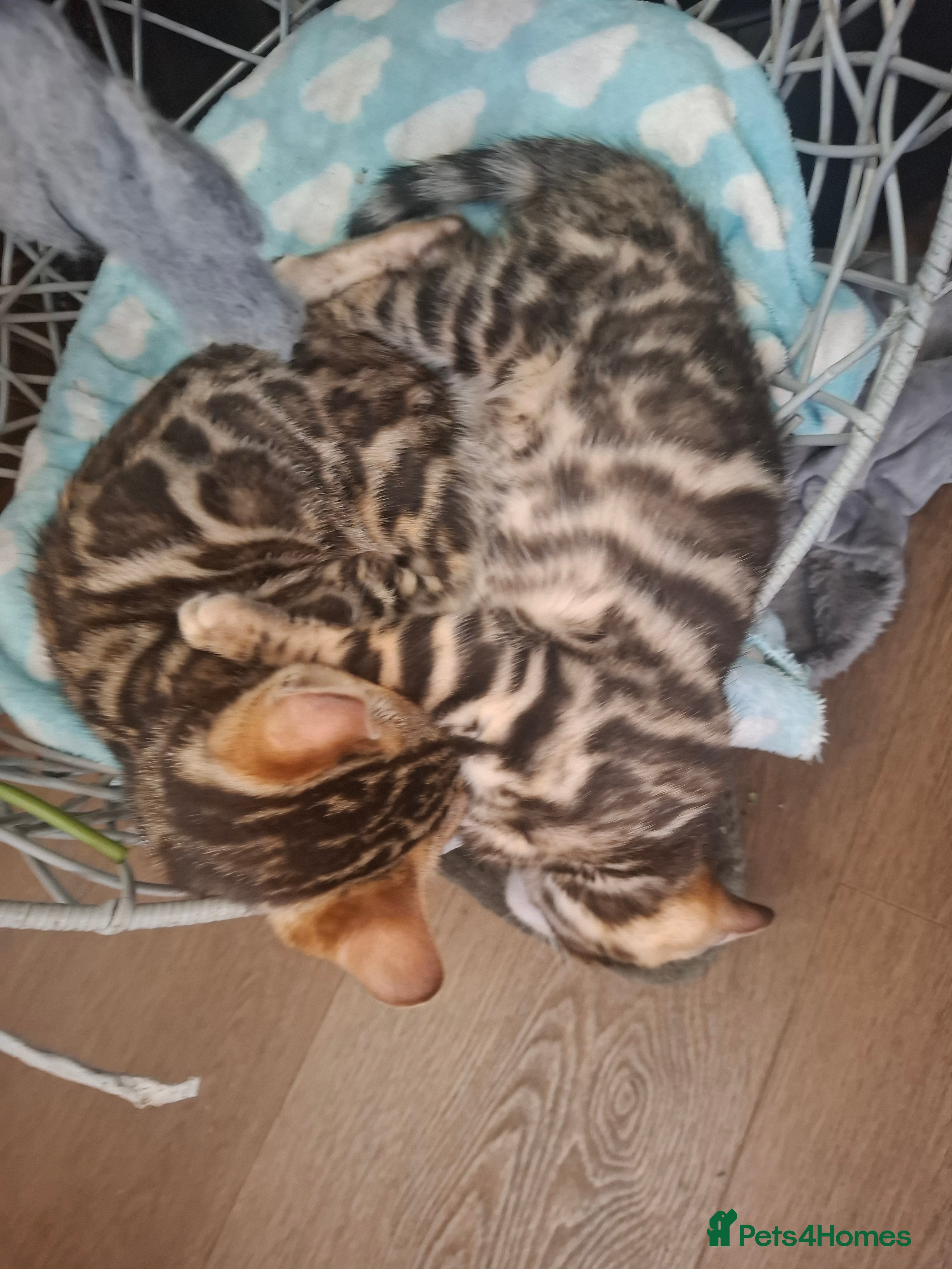 Bengal cats Outstanding Bengal Kittens – 5★ Licensed Cattery - Advert 2