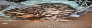 Brown spotted  Bengal male