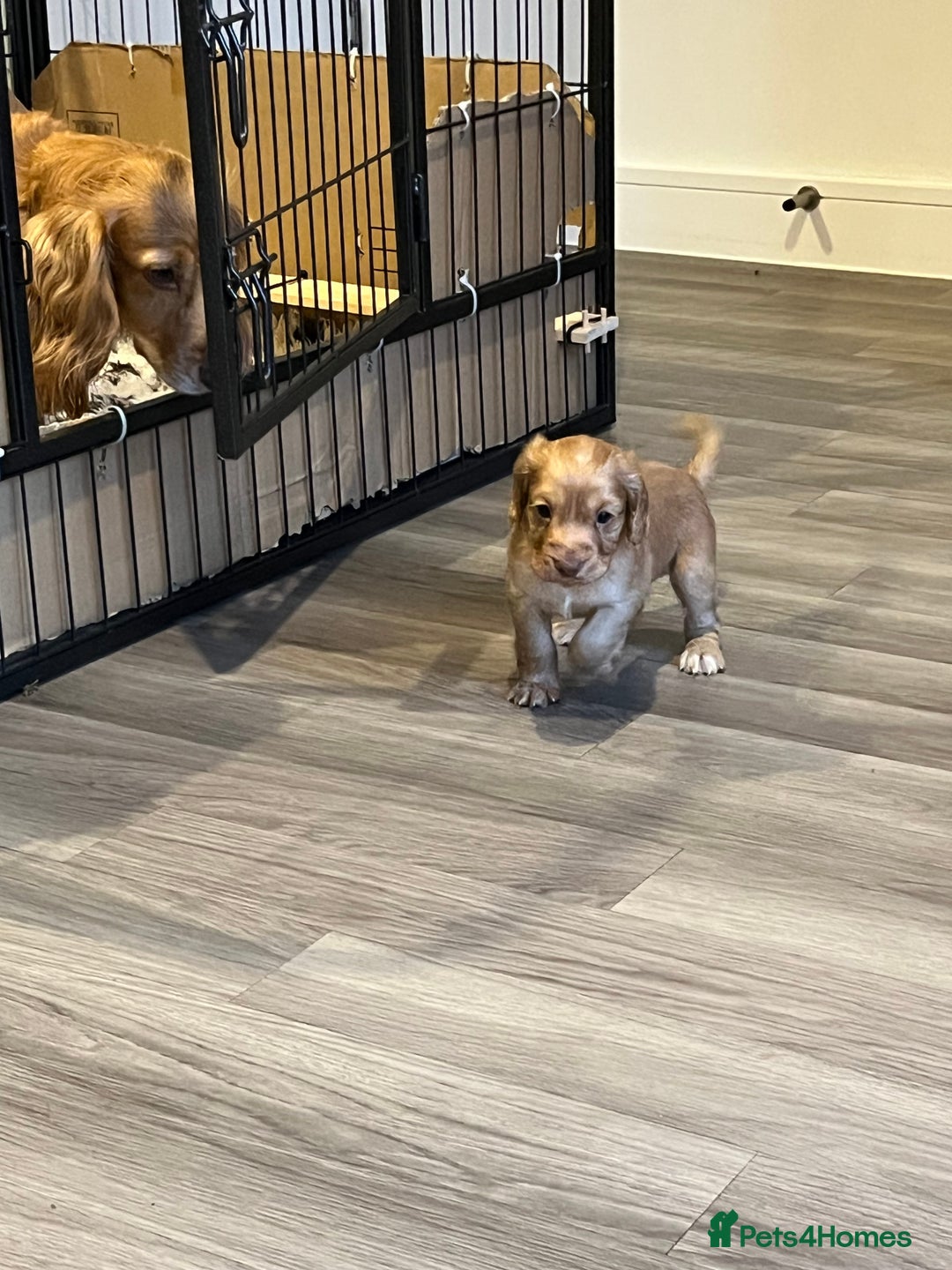 Cocker Spaniel dogs for sale: Perfect working cocker spaniel puppies  - Image 7