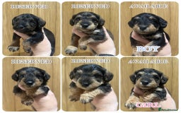 Schnoodle dogs for sale: LAST OUTSTANDING GIRL TOY SCHNOODLES DNA 🧬 CLEAR! - Image 9
