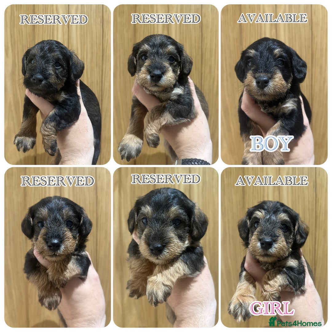Schnoodle dogs for sale: LAST OUTSTANDING GIRL TOY SCHNOODLES DNA 🧬 CLEAR! - Image 9