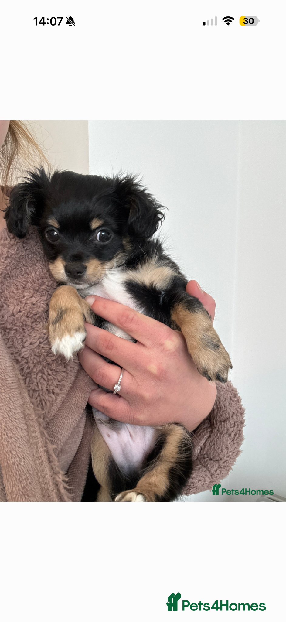 Chiweenie dogs Chiweenie only one boy left! £1000 final reduction - Advert 4