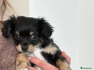 Chiweenie dogs Chiweenie only one boy left! £1000 final reduction - Advert 4