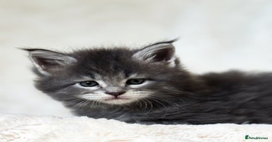 Maine Coon cats - Advert 5