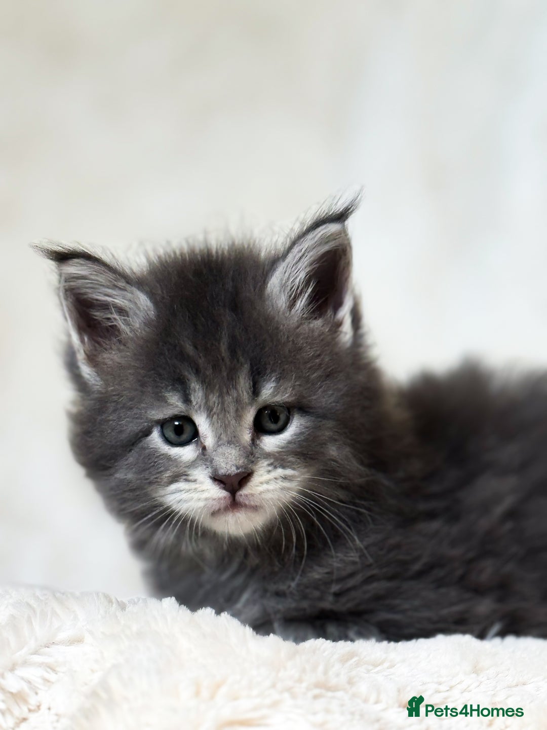 Maine Coon cats for sale: ✨BLUE FEMALE KING-SIZE MAINE COON CUB✨ - Image 9