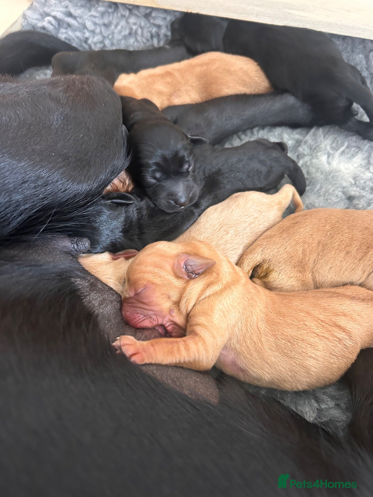 Labrador Retriever dogs Dual purpose labradors, KC reg, Mixed colours - Advert 4