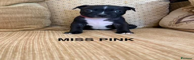 Miss Pink
