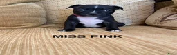 Staffordshire Bull Terrier dogs for sale: KC Registered Staffordshire Bull Terrier Puppies. - Advert 6